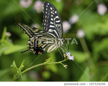 飛向Mamakonoshirinugui花的燕尾蝴蝶 107329200