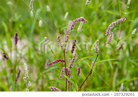 生長在河岸上的巨型虎杖 107329201