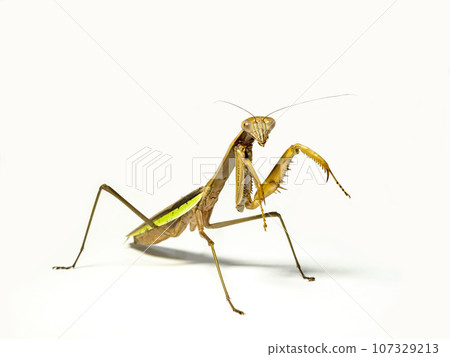 giant praying mantis on white background giant praying mantis on white background 107329213