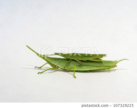 Ombu grasshopper with a small male on top of a large female on a white background 107329225