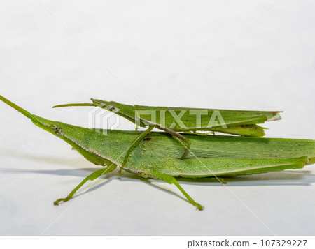 白色背景中，翁布蚱蜢，一隻小雄蚱蜢，在一隻大雌蚱蜢的頂部 107329227