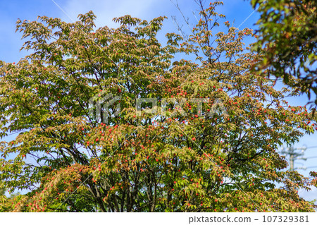 The scenery of Yagasaki Park in Karuizawa, where you can feel the arrival of autumn 107329381