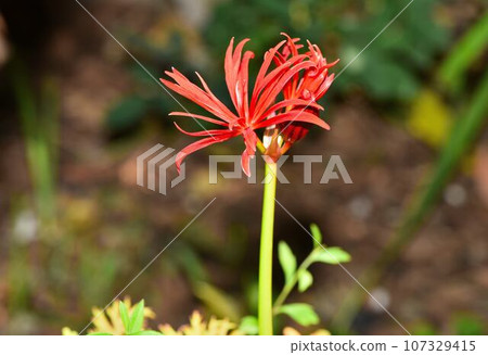 狐狸的剃刀開始開花 107329415