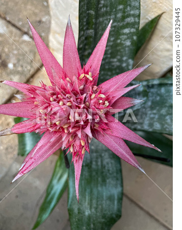 Aechmea fasciata plant close up 107329445