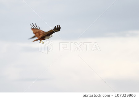 The Red eagle fly on the sky in nature at thailand 107329906