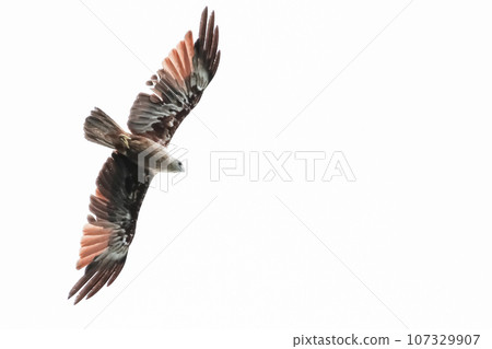The Red eagle fly on the sky in nature at thailand The Red eagle fly on the sky in nature at thailand 107329907