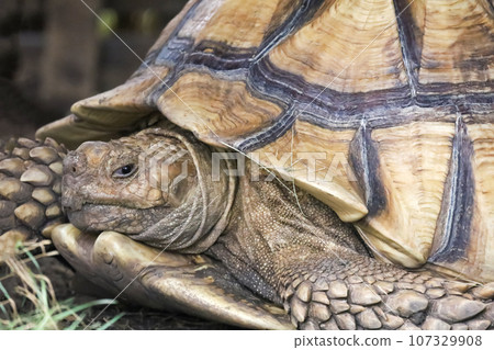 Sulcata tortoise in the garden at thailand 107329908
