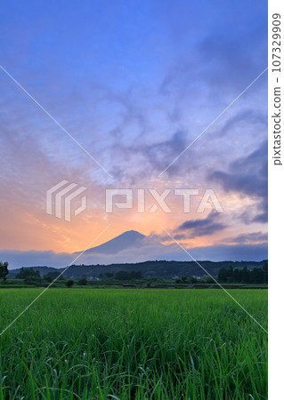 靜岡_日出時的富士山和稻田 靜岡_日出時的富士山和稻田 107329909
