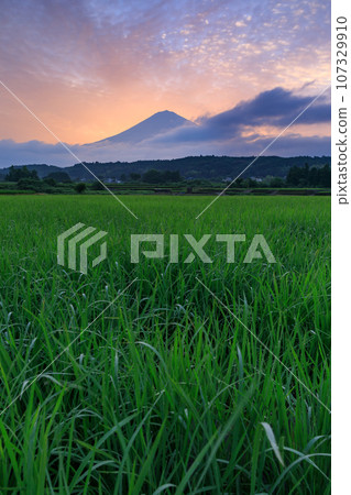 靜岡_日出時的富士山和稻田 靜岡_日出時的富士山和稻田 107329910