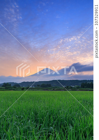 靜岡_日出時的富士山和稻田 107329911