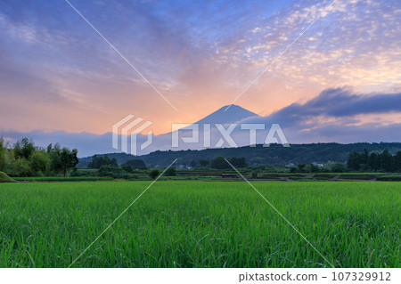 靜岡_日出時的富士山和稻田 靜岡_日出時的富士山和稻田 107329912