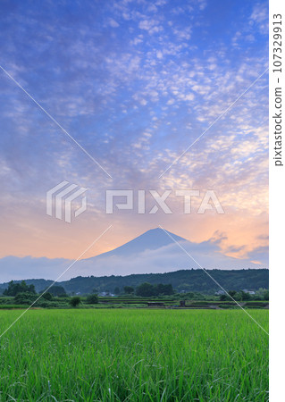 靜岡_日出時的富士山和稻田 靜岡_日出時的富士山和稻田 107329913