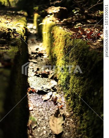 Moss and fallen leaves in the gutter 107330051
