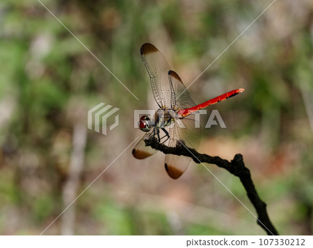 棲息在樹枝上的茜草蜻蜓，松鼠茜♂ 107330212