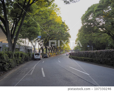 A street with trees. Shibuya. 107330246
