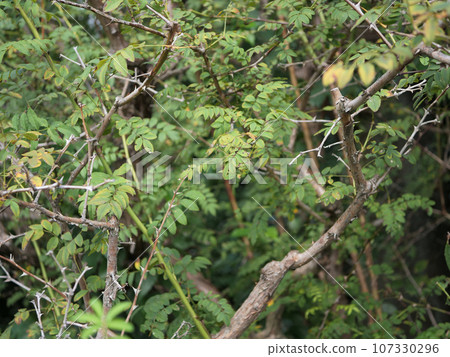 Japanese rose 107330296