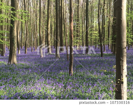 Belgian Hull Forest 3 107330316