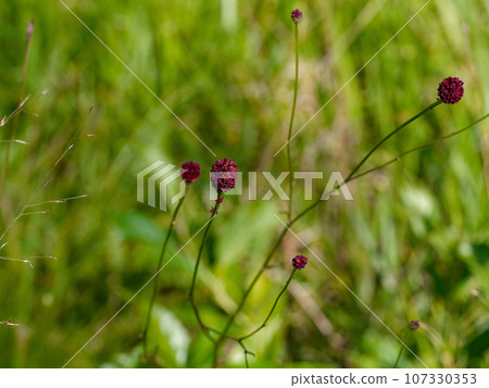 紅棕色花，薔薇科 Waremokou 107330353