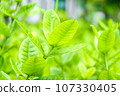 Green tree leaf background fresh plant close up leaf 107330405
