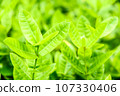 Green tree leaf background fresh plant close up leaf 107330406