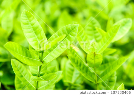 Green tree leaf background fresh plant close up leaf 107330406