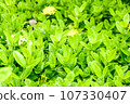 Green tree leaf background fresh plant close up leaf 107330407