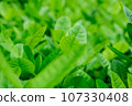 Green tree leaf background fresh plant close up leaf 107330408