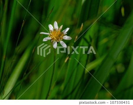 Asteraceae flowers 107330431