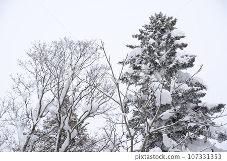 樹木被新雪覆蓋 107331353