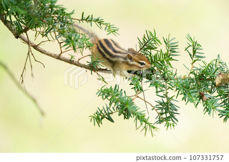 Ezo chipmunk searching for food on a pine tree 107331757