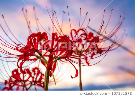 [Autumn material] Red spider lily bathing in the morning sun [Nagano Prefecture] 107331878