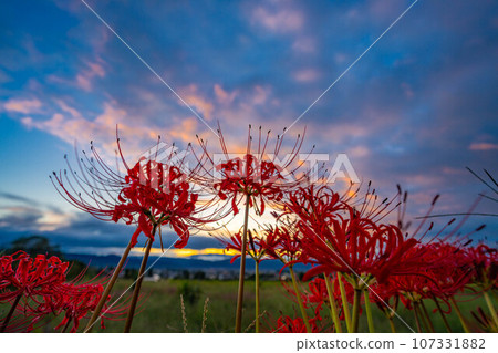 [秋季素材]沐浴在朝陽下的紅蜘蛛百合[長野縣] 107331882