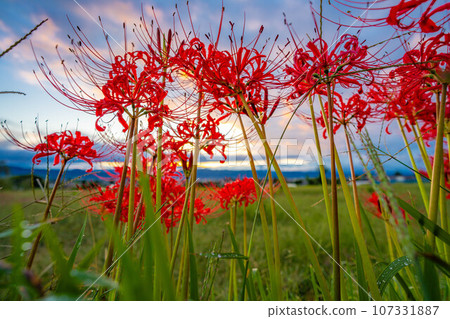 [Autumn material] Red spider lily bathing in the morning sun [Nagano Prefecture] 107331887