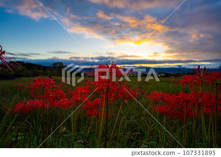 [秋季素材]沐浴在朝陽下的紅蜘蛛百合[長野縣] 107331895