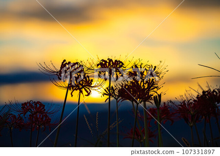 [秋季素材]沐浴在朝陽下的紅蜘蛛百合[長野縣] 107331897
