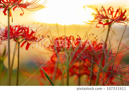 [秋季素材]沐浴在朝陽下的紅蜘蛛百合[長野縣] 107331911