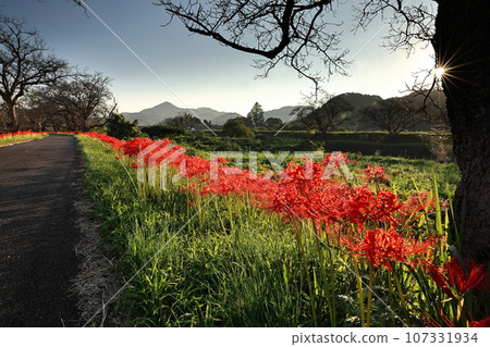 Red spider lily on the Hoshoji River bank (evening view) Red spider lily on the Hoshoji River bank (evening view) 107331934