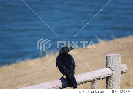 烏鴉棲息在柵欄上 烏鴉棲息在柵欄上 107332029