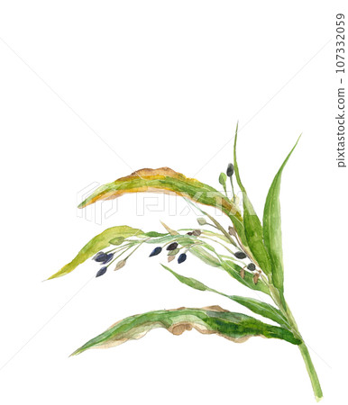 Illustration of pigeon wheat drawn in watercolor, white background, transparent background, copy space available 107332059