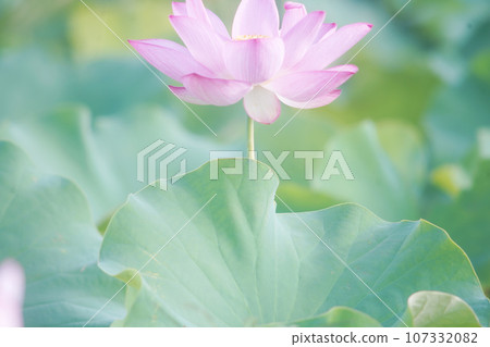 蒼白溫柔的蓮花老鏡頭 蒼白溫柔的蓮花老鏡頭 107332082