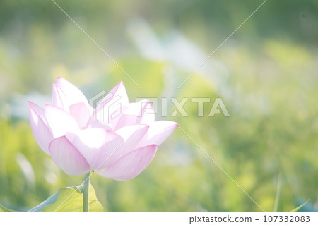 蒼白溫柔的蓮花老鏡頭 蒼白溫柔的蓮花老鏡頭 107332083