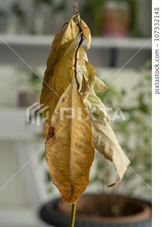 Closeup dried avocado leaves .Dry diseased... - Stock Photo [107332148] -  PIXTA