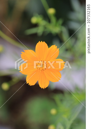 Cosmos 0186 Cosmos 0186 107332165