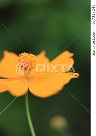 Cosmos 0195 107332248