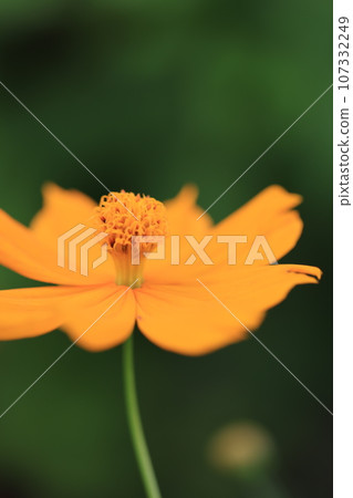 Cosmos 0196 107332249