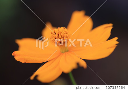 宇宙0203 107332264