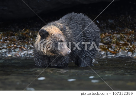 A brown bear enters the sea on the Shiretoko Peninsula in Hokkaido to search for salmon. 107332399