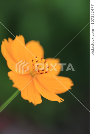 Cosmos 0220 107332477