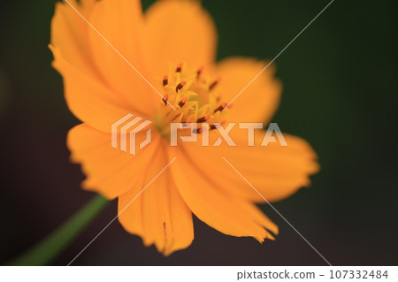 Cosmos 0224 Cosmos 0224 107332484
