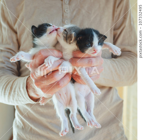 Cute small kitten in hand. Love pet concept. 107332495